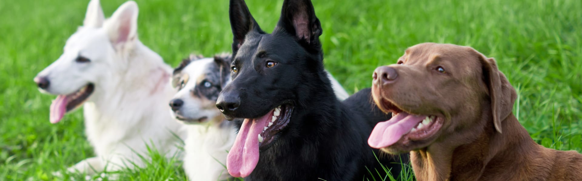 Dogs lying in grass - Positive reinforcement dog training