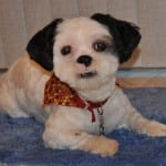 Cute dog on rug -in home dog training