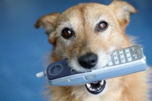 Dog holding a phone - contact us