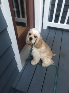 Dog sits by door - Easy Dog Training Technique