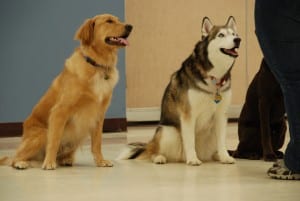 Dog trainer training three dogs - Positive reinforcement dog training