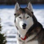 Siberian Husky in snow - Winter Dog Training and Safety Tips