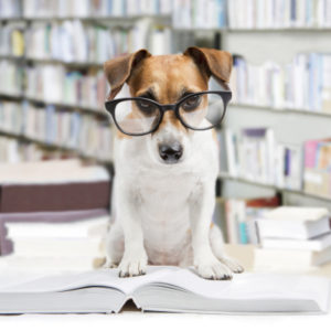 Jack Russell dog reading book - Free Dog Training Tips