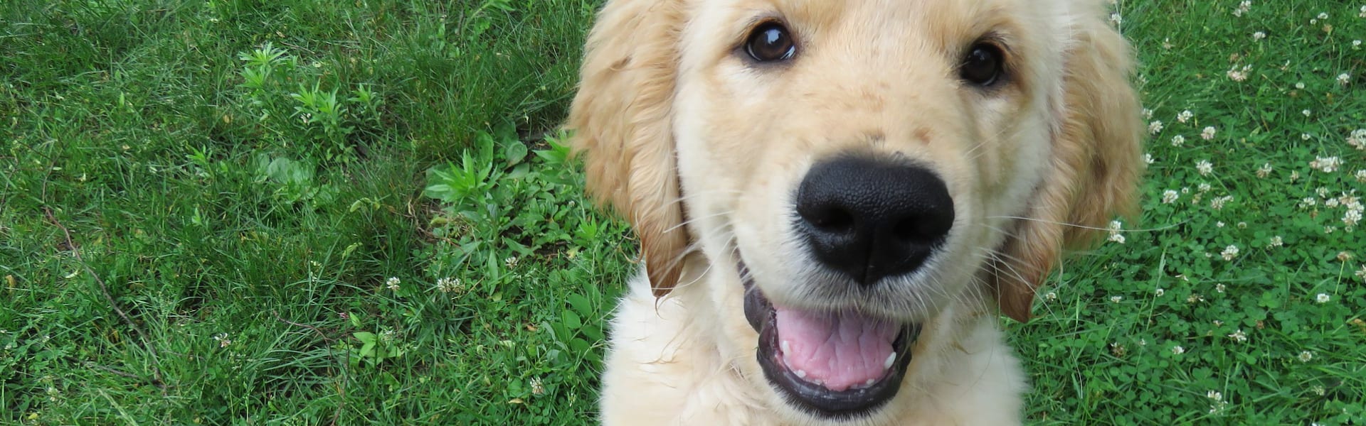 Puppy in grass - Positive reinforcement dog training