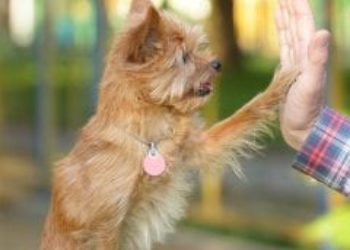 How to Teach Your Dog to Give Paw