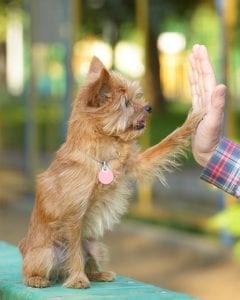 How to Teach Your Dog to Give Paw