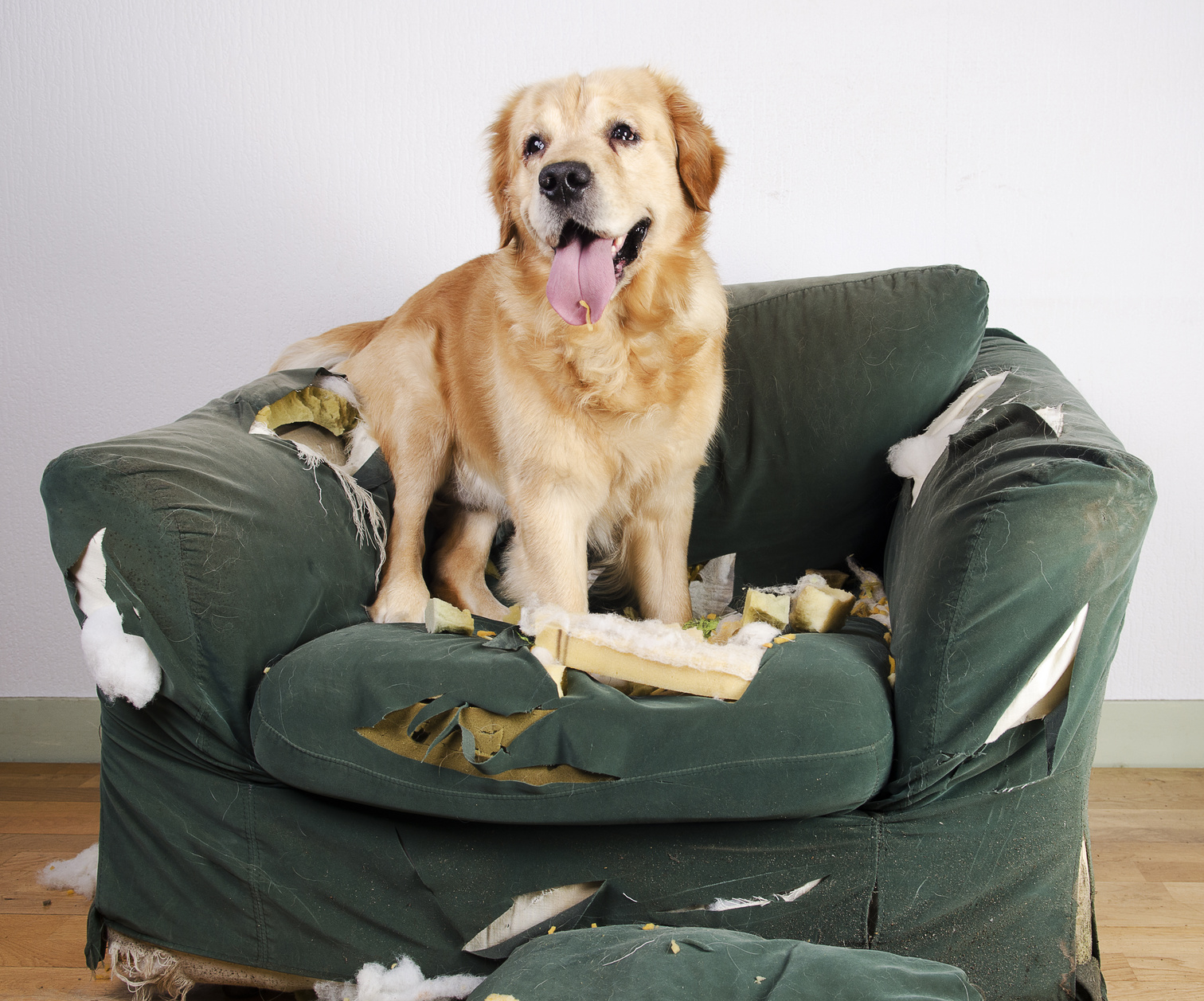 Dog on chewed up chair - Separation anxiety in dogs