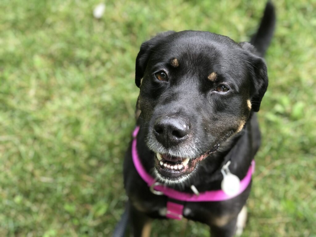 Harlee is now the ideal house dog, a pleasure to go on walks with, and knows a wide range of useful commands.