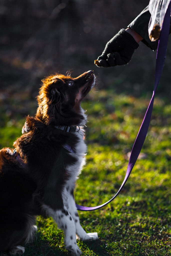 Koda’s family loved their online video sessions with Dog Gone Good