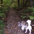 Husky dog on walking path - Dog walks and sniffing
