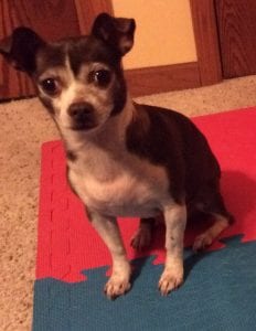 Cute Chihuahua - Dog Tricks