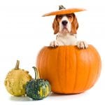 Dog inside pumpkin - Dog Halloween Safety Tips