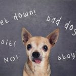 Confused Chihuahua dog - Communicating with your dog