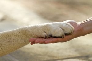 Hand and paw - Free Dog Training Seminars