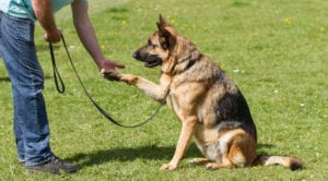German Shepherd Dog Sat Giving Paw