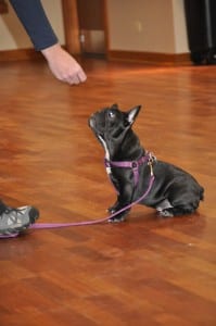 Puppy sits for treat - Group Dog Training Classes