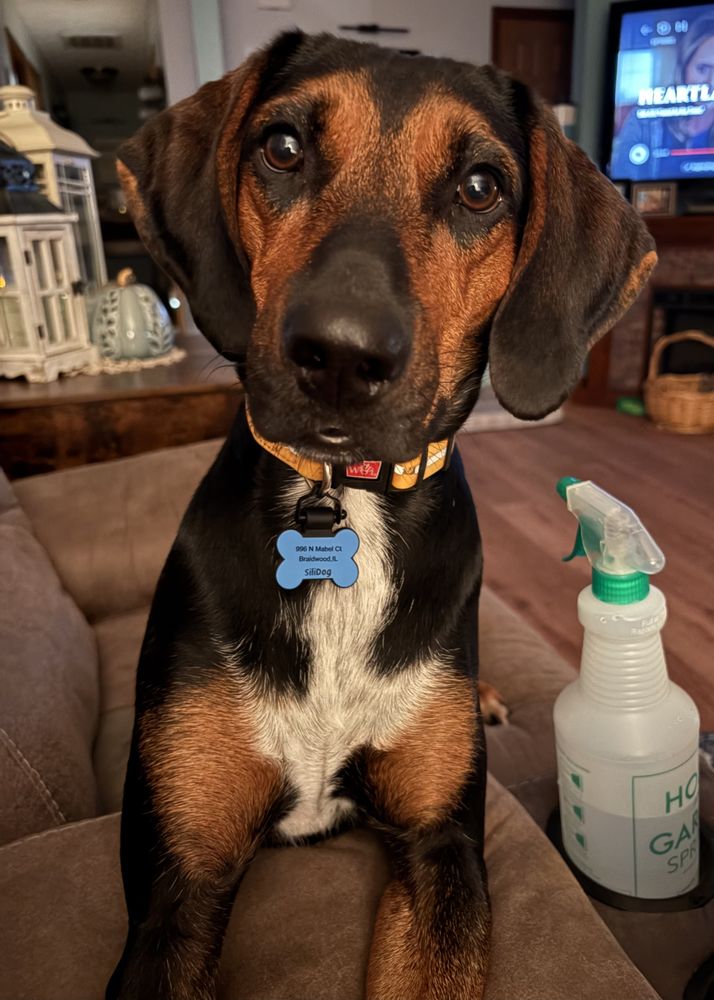 Dog Gone Good helps family with their dog’s severe behavioral issues