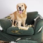 Dog chews couch - Dog Training Seminar