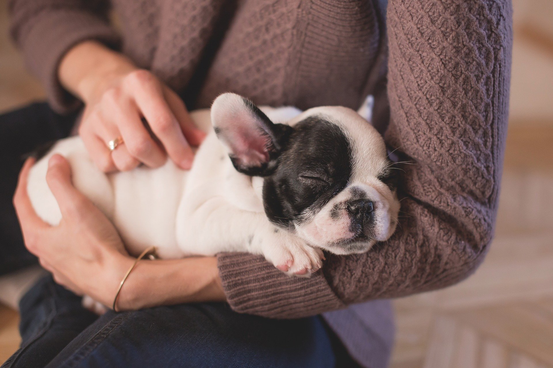 Woman holding puppy - Socialize your puppy