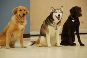 Three dogs in off leash class - Group Dog Training Classes