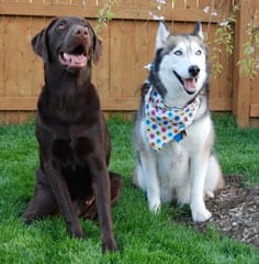 Husky and Labrador Dogs - Dog Training