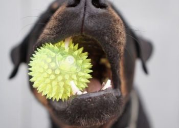 FREE Indoor Games and Exercise for your Dog