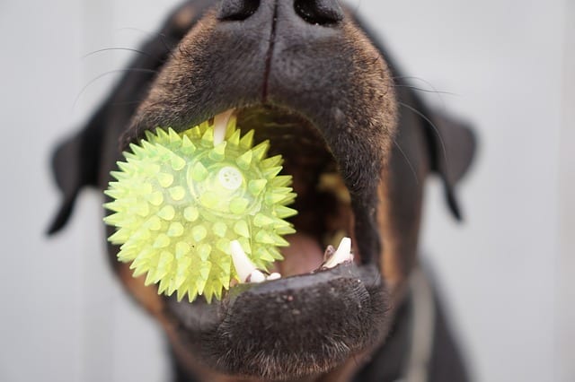Dog with ball in mouth - Free dog games and exercise