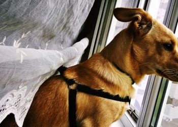 Preventing Separation Anxiety in Dogs