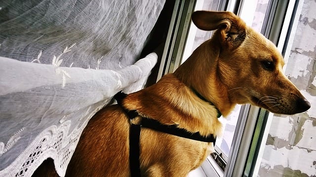 Dog looking out window - Separation anxiety in dogs