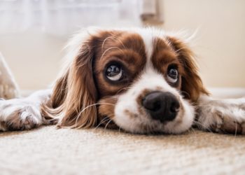 Helping Your Dog through Grief