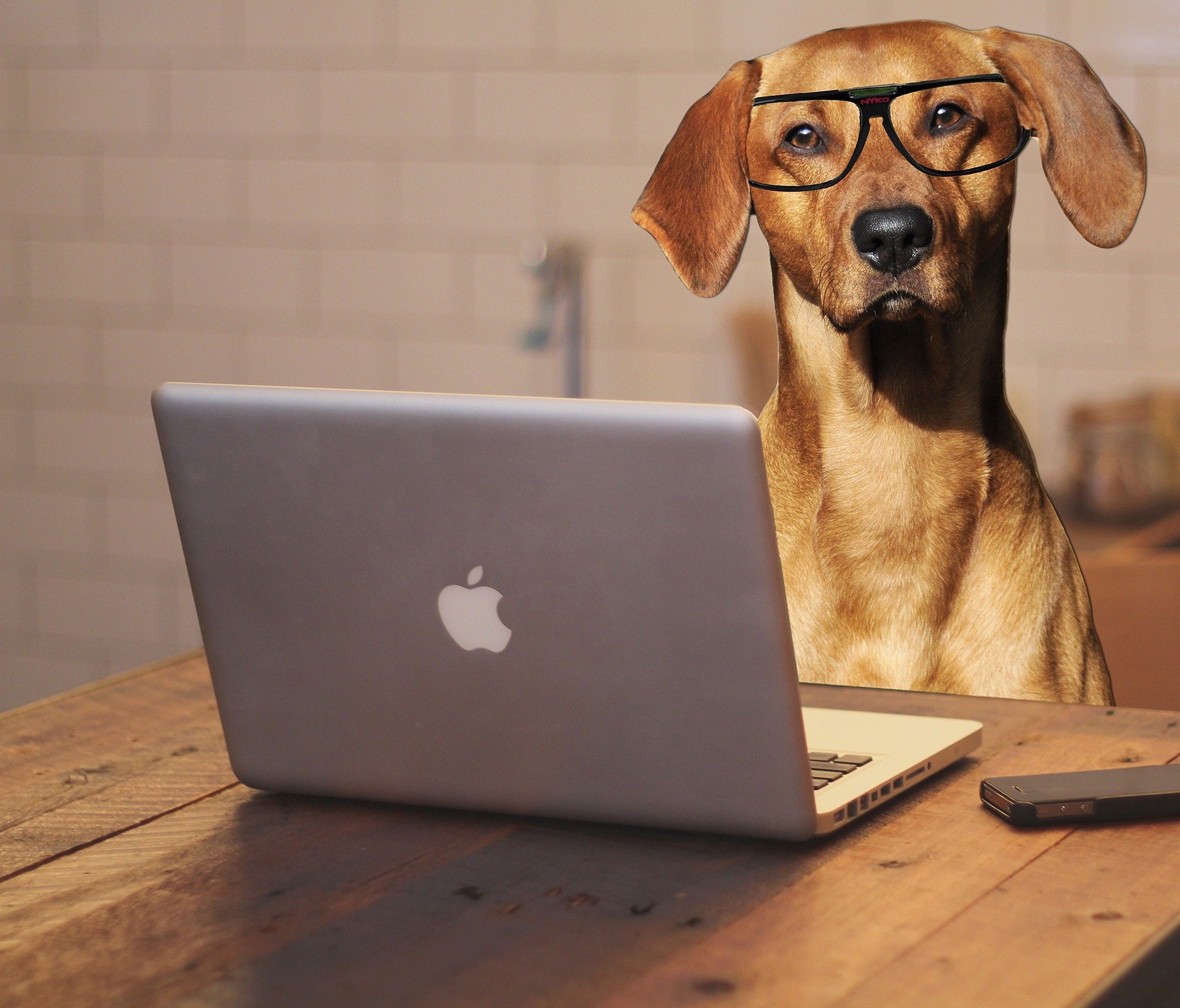 Dog with a computer - Online Dog Training Video Sessions