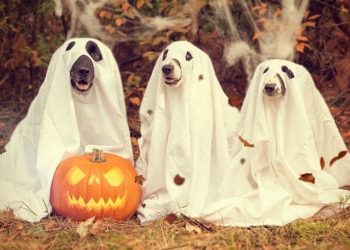 HOWLoween Safety Tips