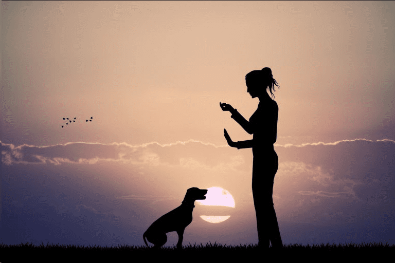 Woman trains dog at sunset - professional dog training business