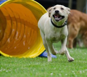 Dog agility tunnel - In Home Dog Training