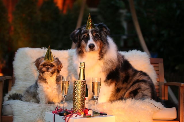 Two dogs with party hats - Happiness with dog training