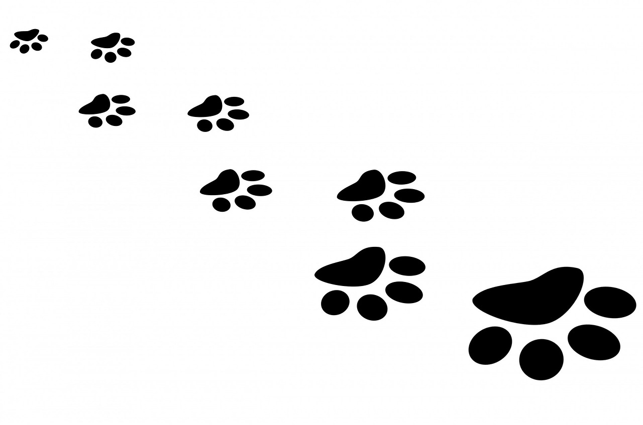 Paw print trail - Teach your dog to give paw