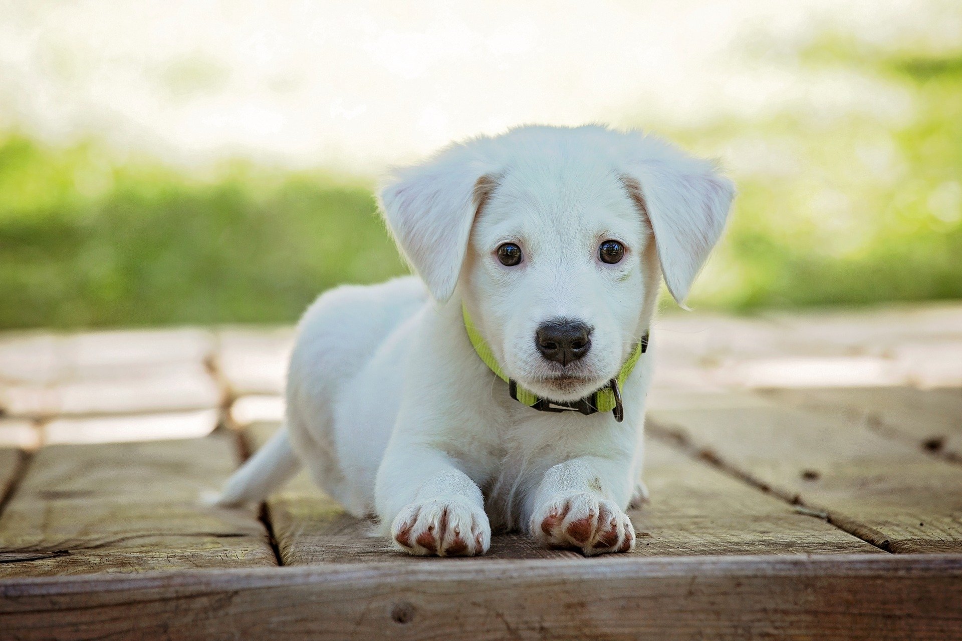 Little white puppy - Socialize your puppy