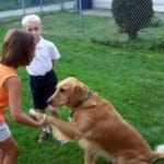 Golden Retriever gives child paw - Teach your dog to give paw